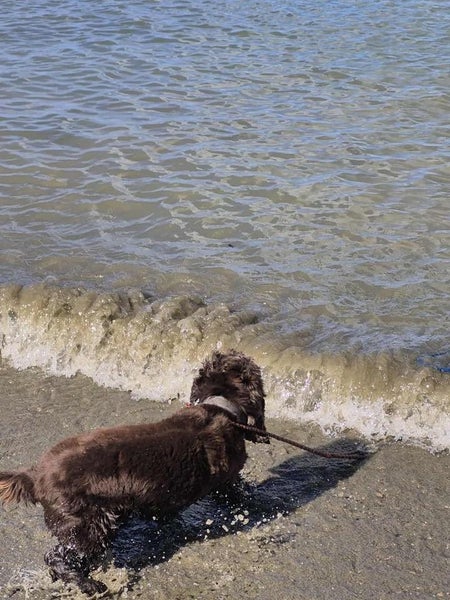 Jethro Rescue Dog - TDRP Carousel 4