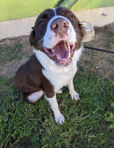 Latte Rescue Dog - TDRP Carousel 1