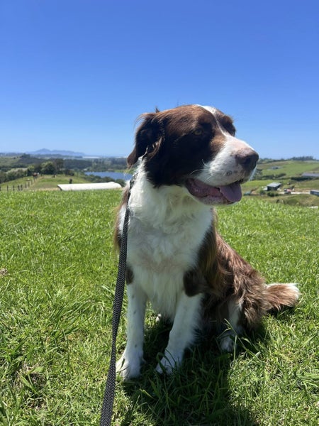 Latte Rescue Dog - TDRP Carousel 2