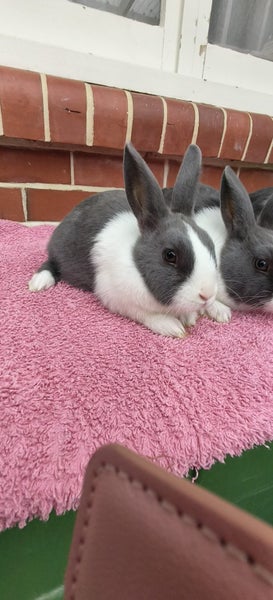 Dutch kits Carousel 1