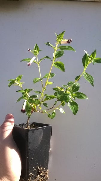 Cuphea Alba Carousel 2