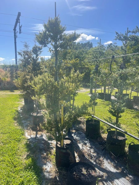 Podocarpus Totara (BBN) – 45L, 1.4–2.4m...x7 Carousel 2