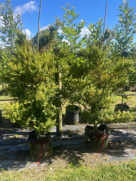 Podocarpus Totara (BBN) – 45L, 1.4–2.4m...x7 Carousel 5