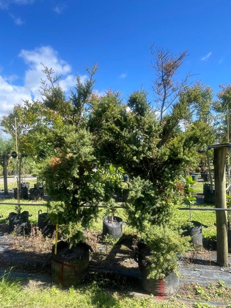 Podocarpus Totara (BBN) – 80L, 1.8–2.2m...x2 Carousel 1