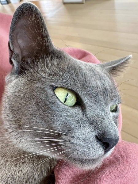 Missing Burmese Cat Auckland North Shore Carousel 1