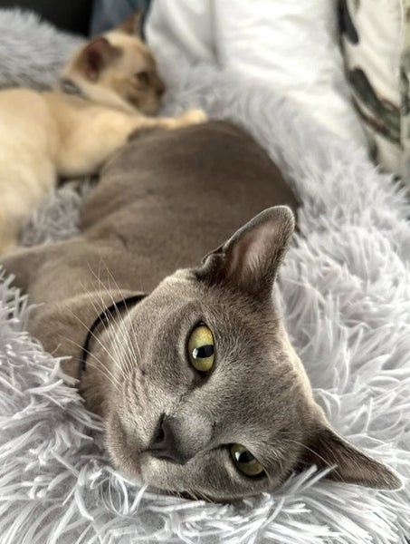 Missing Burmese Cat Auckland North Shore Carousel 2