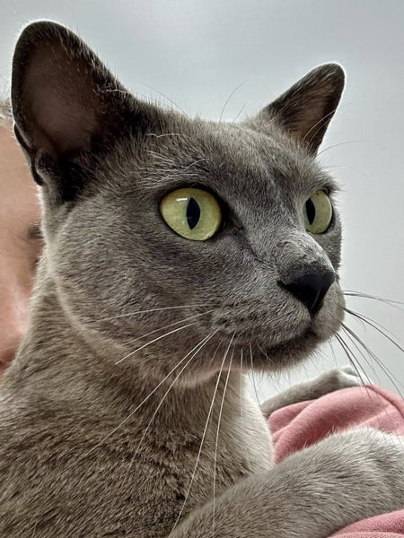 Missing Burmese Cat Auckland North Shore Carousel 5