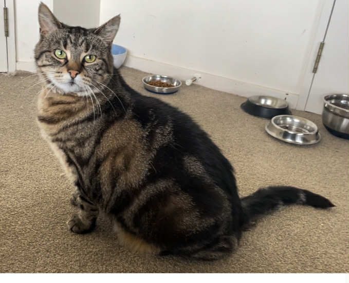 Emily 9 yrs old - Cat Care Loburn Carousel 1