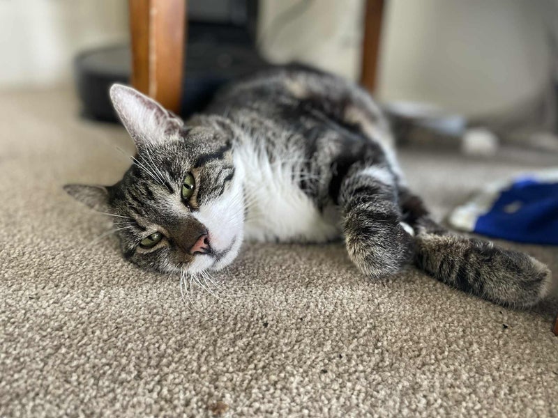 Oscar 9 yrs old - Cat Care Loburn Carousel 1