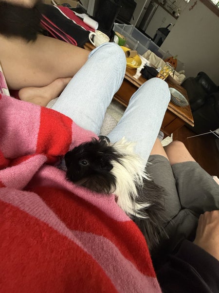 Guinea pigs Carousel 1