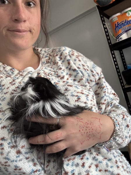 Guinea pigs Carousel 2