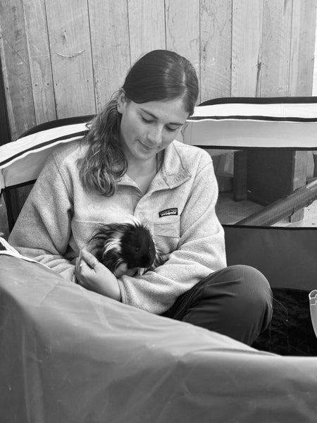 Guinea pigs Carousel 3