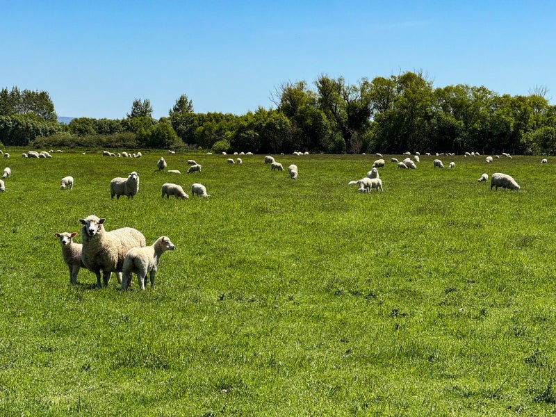 Multi Purpose Property64760054350465114