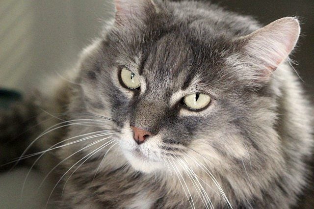 Cats Protection Canterbury - Alfie Carousel 2