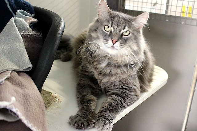 Cats Protection Canterbury - Alfie Carousel 1