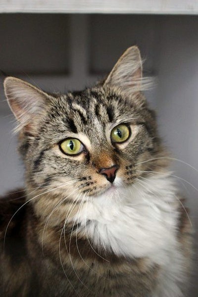 Cats Protection Canterbury - Diva Carousel 1