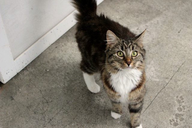 Cats Protection Canterbury - Diva Carousel 2