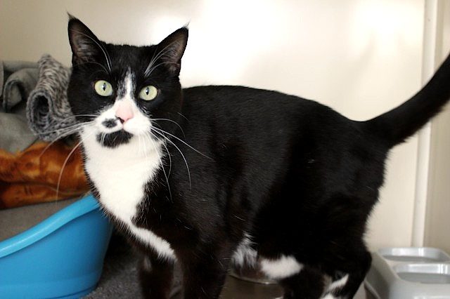 Cats Protection Canterbury - Pixie Carousel 1