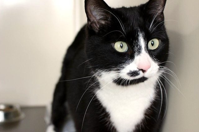 Cats Protection Canterbury - Pixie Carousel 2