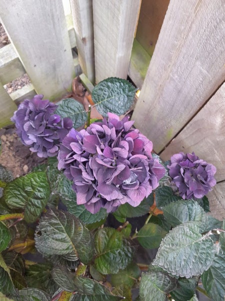 Hydrangea Merveille Sanguine aka Raspberry Crush Carousel 2