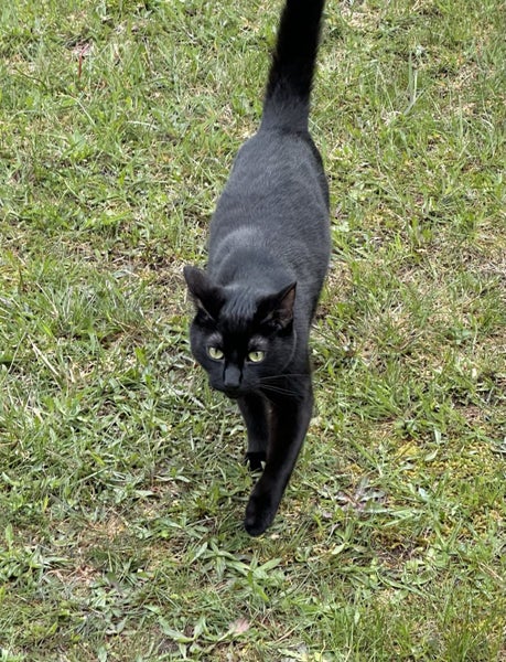 Beautiful 1+ year old female cat Carousel 2