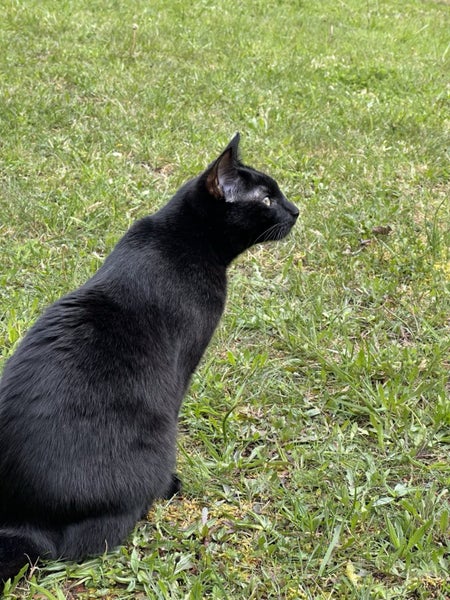 Beautiful 1+ year old female cat Carousel 1