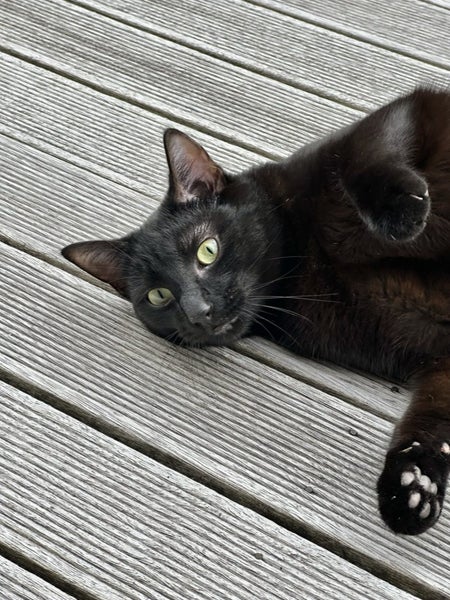 Beautiful 1+ year old female cat Carousel 3