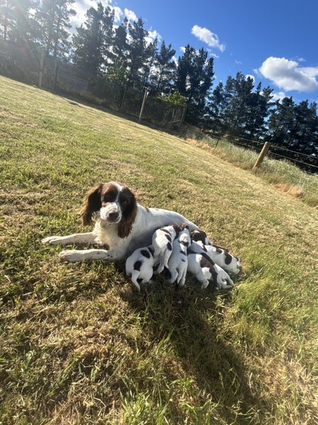 springer spaniel puppies Carousel 2