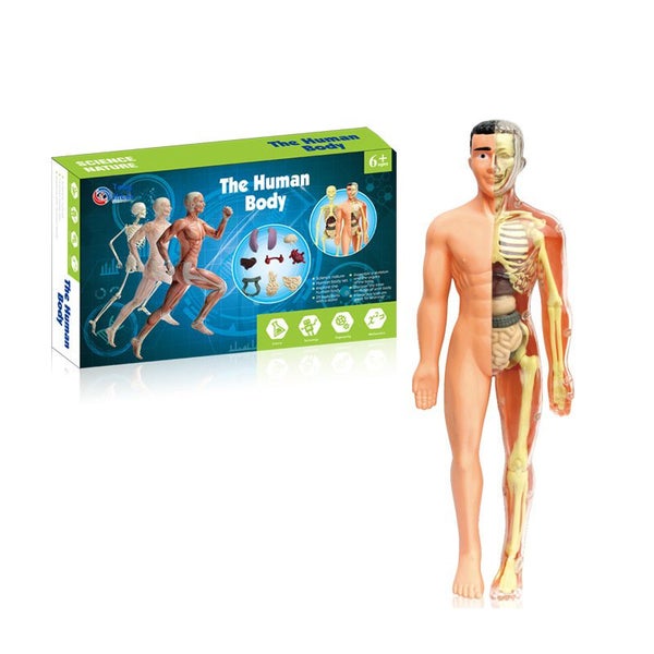Full Body Anatomy Model DIY Human Organ Skeleton Kit Educational Toy for Primary Carousel 1