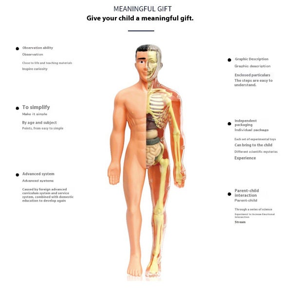 Full Body Anatomy Model DIY Human Organ Skeleton Kit Educational Toy for Primary Carousel 2