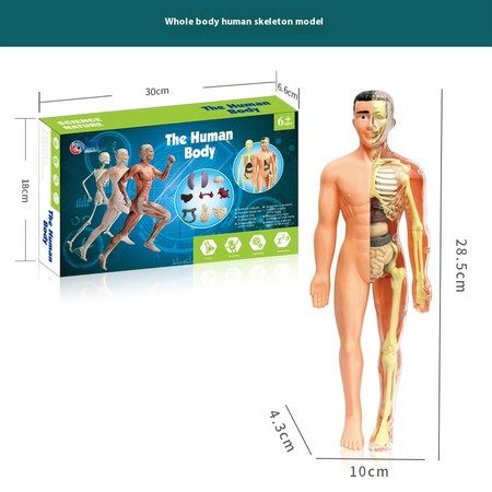 Full Body Anatomy Model DIY Human Organ Skeleton Kit Educational Toy for Primary Carousel 3