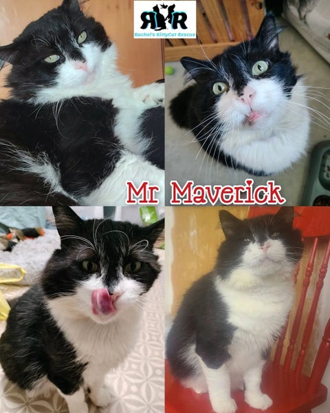 Mr Maverick - Rachel's KittyCat Rescue Carousel 1