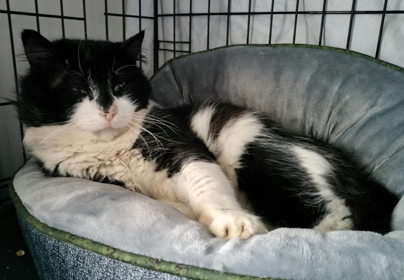 Mr Maverick - Rachel's KittyCat Rescue Carousel 10