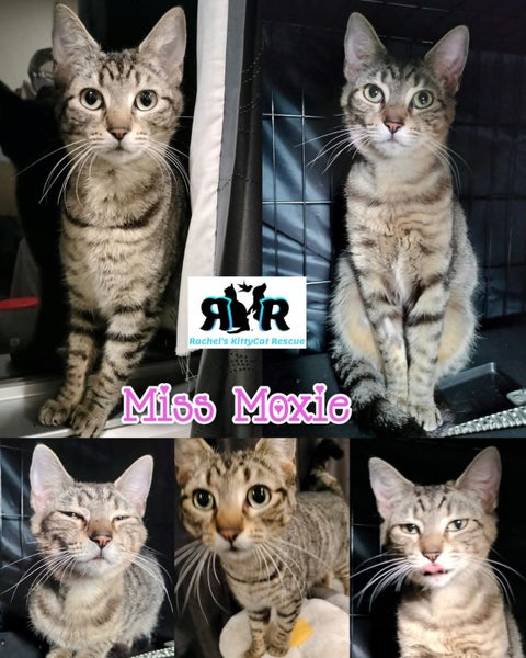 Miss Moxie - Rachel's KittyCat Rescue Carousel 1