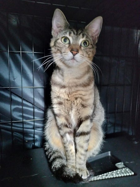 Miss Moxie - Rachel's KittyCat Rescue Carousel 7