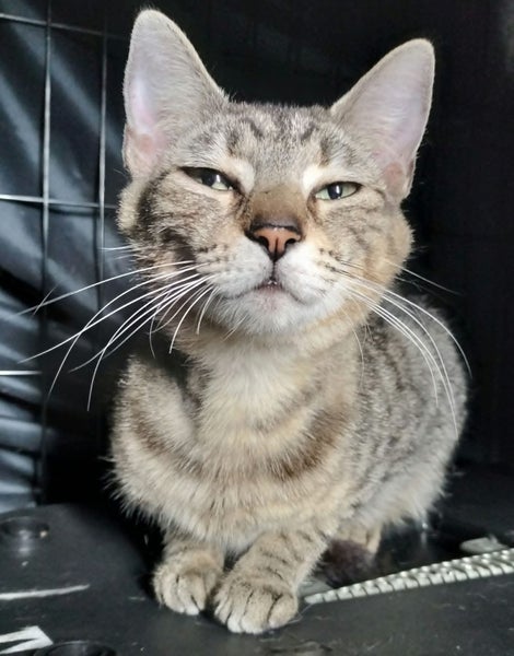 Miss Moxie - Rachel's KittyCat Rescue Carousel 2