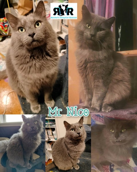 Mr Nico - Rachel's KittyCat Rescue Carousel 1