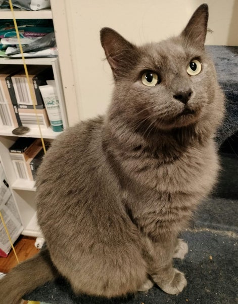 Mr Nico - Rachel's KittyCat Rescue Carousel 2