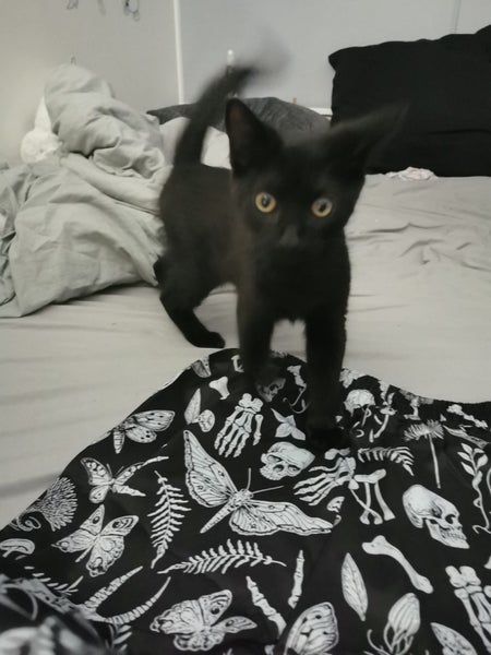 KIKI AVAILABLE TO ADOPT - PET WHISPERER RESCUE Carousel 2