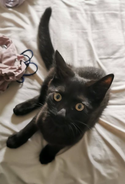 KIKI AVAILABLE TO ADOPT - PET WHISPERER RESCUE Carousel 1