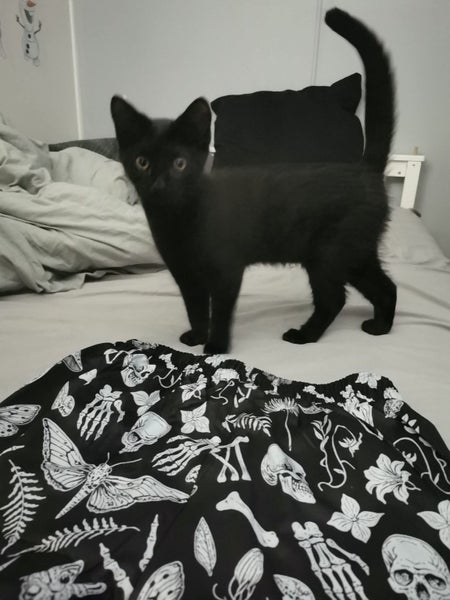 KIKI AVAILABLE TO ADOPT - PET WHISPERER RESCUE Carousel 4