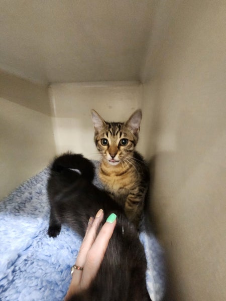 SALEM AVAILABLE TO ADOPT - PET WHISPERER RESCUE Carousel 1