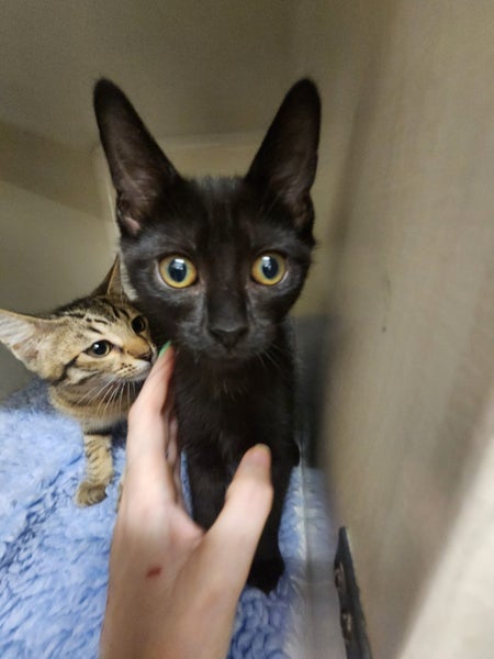 GOMEZ AVAILABLE TO ADOPT - PET WHISPERER RESCUE Carousel 1