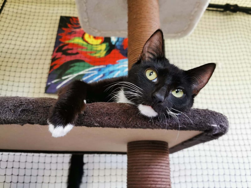 CLOVER AVAILABLE TO ADOPT - PET WHISPERER RESCUE Carousel 1