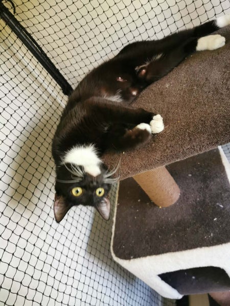 CLOVER AVAILABLE TO ADOPT - PET WHISPERER RESCUE Carousel 5