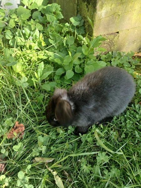 Lop rabbit Carousel 5