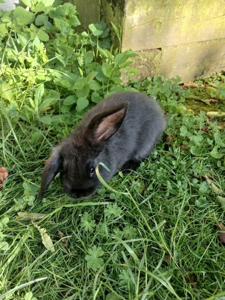 Lop rabbit Carousel 2