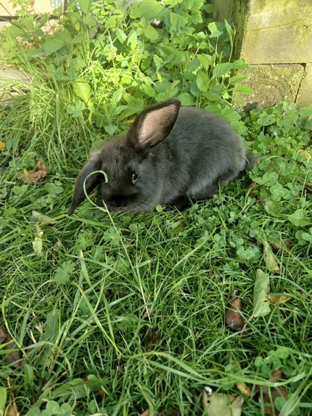 Lop rabbit Carousel 1