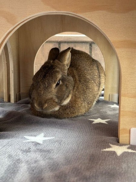 Small Modular Bunny House - A Cozy Hideaway for Your Furry Friend Carousel 6