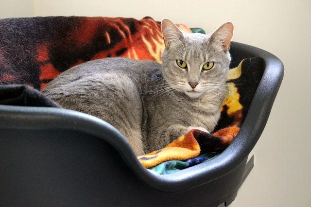 Cats Protection Canterbury - Misty Silver Carousel 1